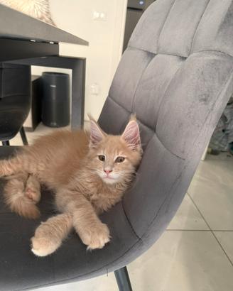 Gattino Maine coon