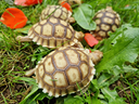 tartarughe-di-terra-geochelone-sulcata-con-docum