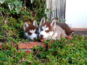 Cucciole Siberian Husky