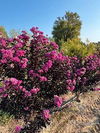 Lagerstroemia lilla / rosa