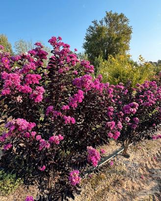 Lagerstroemia lilla / rosa