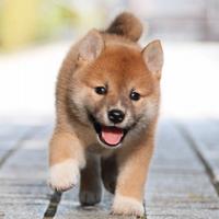 Cuccioli shiba inu