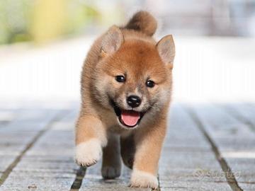 Cuccioli shiba inu