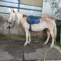 Haflinger