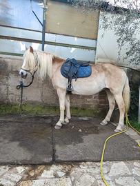 Haflinger