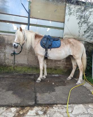 Haflinger