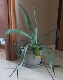 Agave americana cactus pianta grassa