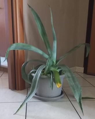 Agave americana cactus pianta grassa