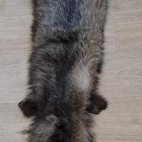sciarpa di pelliccia di volpe 