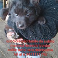 Cucciolo simil border collie