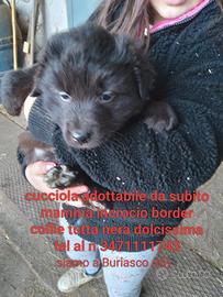 Cucciolo simil border collie
