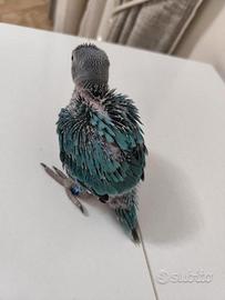 Pullo Parrocchetto dal collare col. Blu da Imbecco