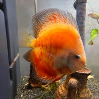 Discus