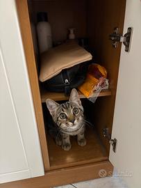 Gattina 5 mesi