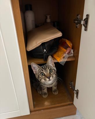 Gattina 5 mesi