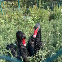 Vendita coppia di cigni neri