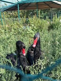 Vendita coppia di cigni neri