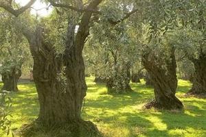 Terreno con piante di ulivo secolari edificabile
