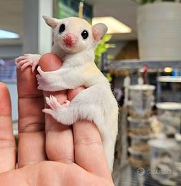 Baby Petauro Leucistico