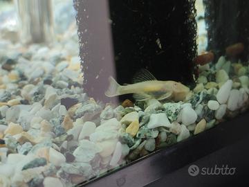 Ancistrus