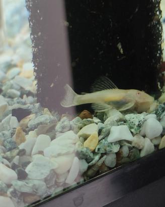 Ancistrus