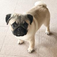 Cucciolo di carlino maschio