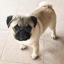 Cucciolo di carlino maschio
