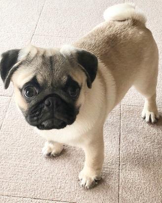 Cucciolo di carlino maschio