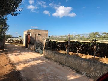Vigneto con Fabbricato indipendente