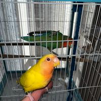 Pappagalli inseparabili