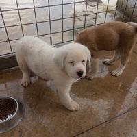 Cuccioloni di alabai con pedigree