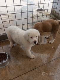 Cuccioloni di alabai con pedigree