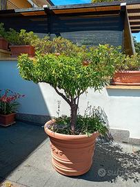 vaso grande 60hx80 con pianta di mandarancio 