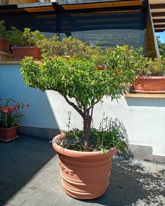 vaso grande 60hx80 con pianta di mandarancio 