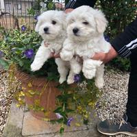 Cuccioli di Maltese