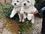 Immagine 1