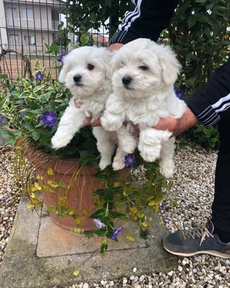 Cuccioli di Maltese