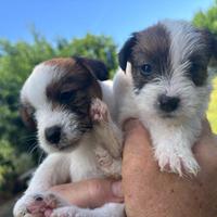 Cuccioli jack russell con pedigree