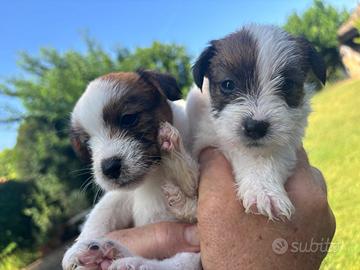 Cuccioli jack russell con pedigree