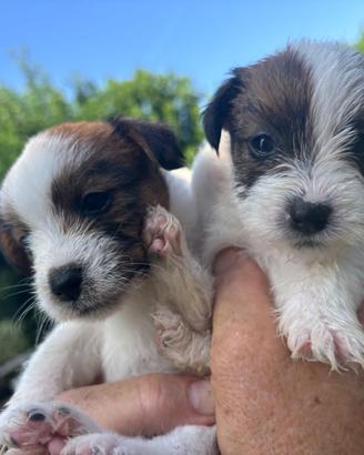 Cuccioli jack russell con pedigree