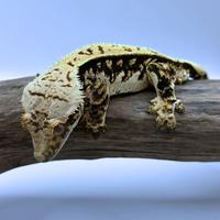 Geco ciliatus disponibile