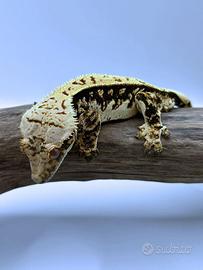 Geco ciliatus disponibile