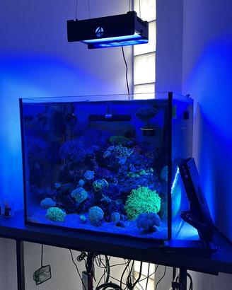 Vasca acquario