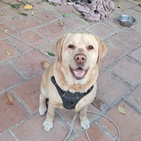 Adozione gratuita - labrador femmina