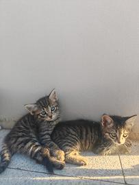 Cuccioli di gattini