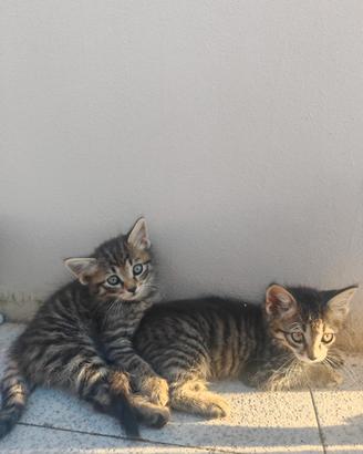 Cuccioli di gattini