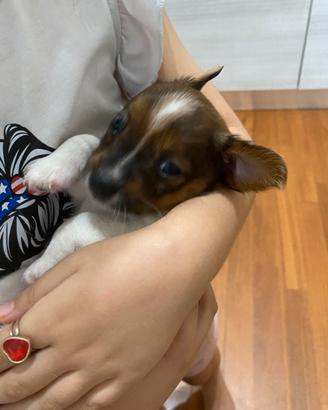 Cuccioli jack russel
