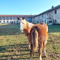 Cavalla incrocio avellinese