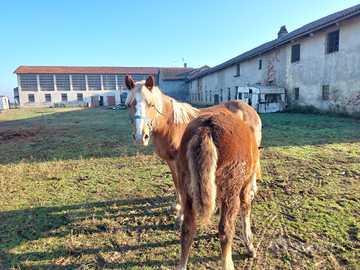 Cavalla incrocio avellinese