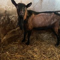 Maschio Camosciato delle Alpi